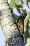 Red-billed Scythebill