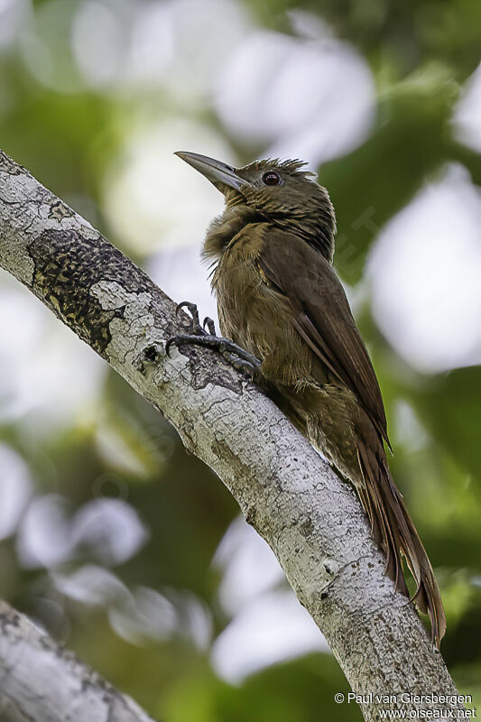 Cinnamon-throated Woodcreeperadult