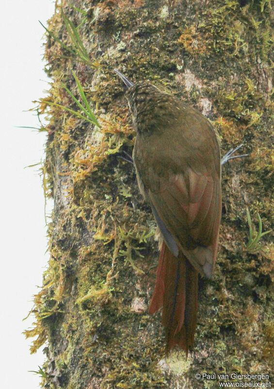 Olive-backed Woodcreeperadult