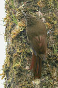 Olive-backed Woodcreeper