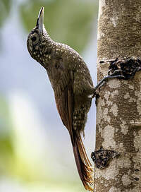 Grimpar à dos olive