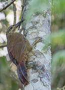 White-throated Woodcreeper