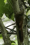 Amazonian Barred Woodcreeper