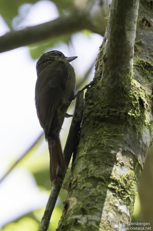 Wedge-billed Woodcreeperadult