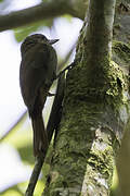 Wedge-billed Woodcreeper