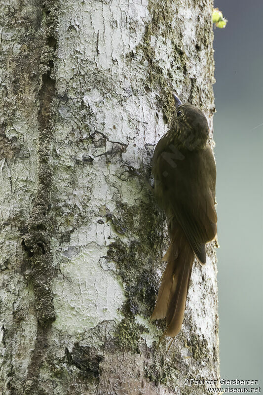 Wedge-billed Woodcreeperadult