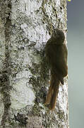 Wedge-billed Woodcreeper