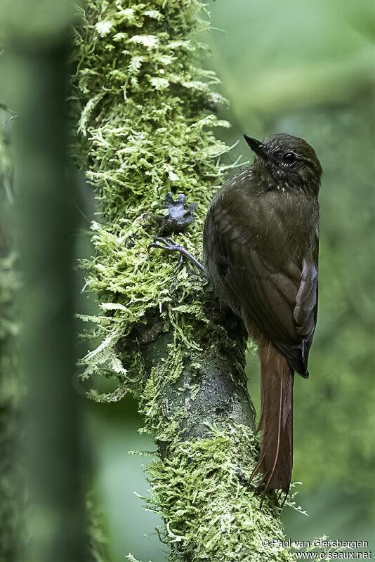 Wedge-billed Woodcreeperadult