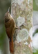 Lesser Woodcreeper