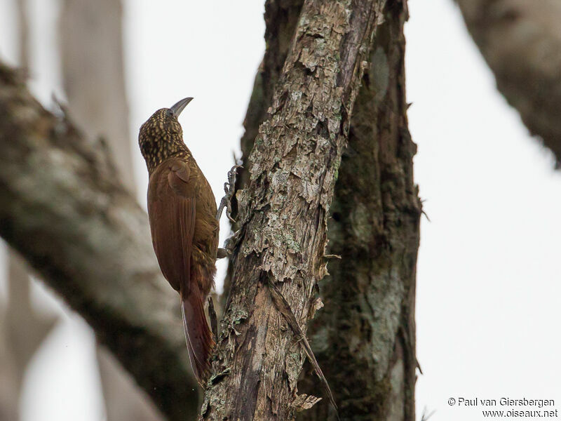 Cocoa Woodcreeper