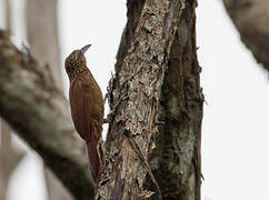 Cocoa Woodcreeper