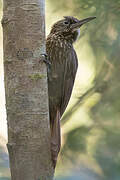 Cocoa Woodcreeper