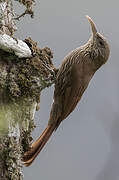 Inambari Woodcreeper