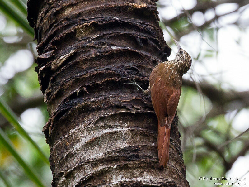 Streak-headed Woodcreeper