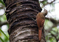 Streak-headed Woodcreeper