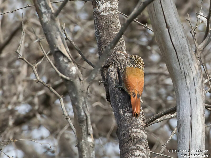 Streak-headed Woodcreeper