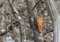 Streak-headed Woodcreeper