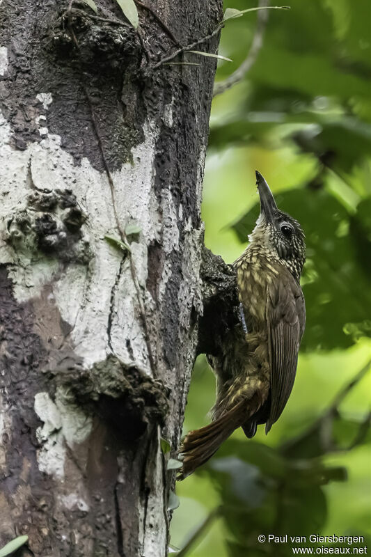 Buff-throated Woodcreeperadult