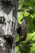 Buff-throated Woodcreeper