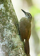 Planalto Woodcreeper