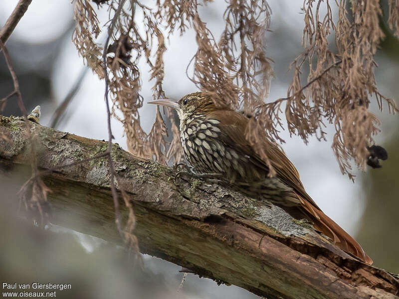 Scaled Woodcreeperadult, identification