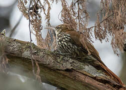 Scaled Woodcreeper