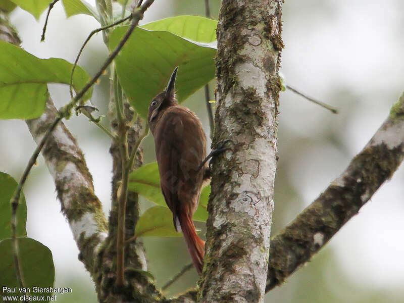 Grimpar enfumé, habitat, pigmentation