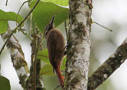 Plain-brown Woodcreeper