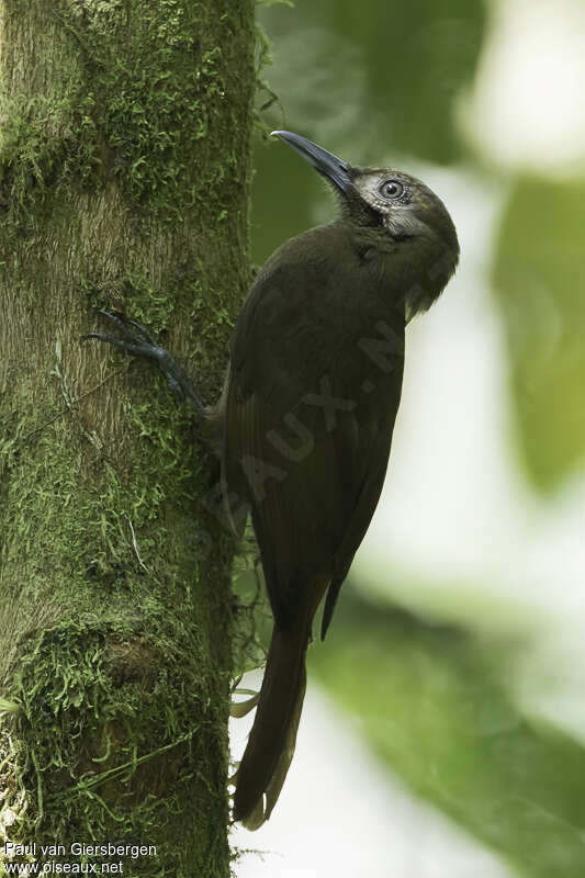 Plain-brown Woodcreeperadult, identification