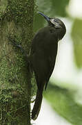 Plain-brown Woodcreeper