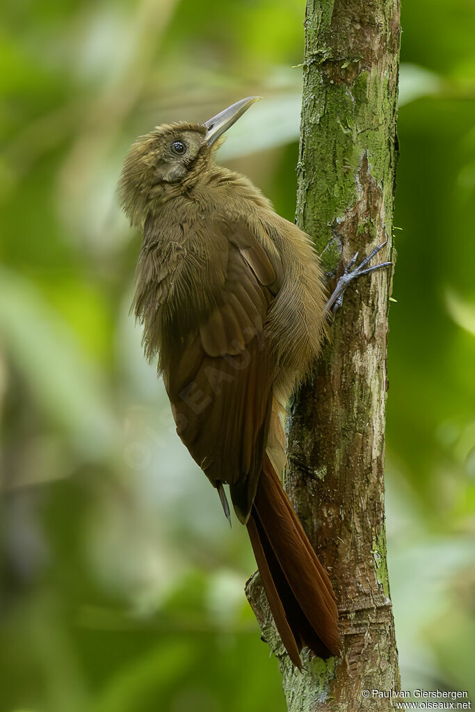 Plain-brown Woodcreeperadult