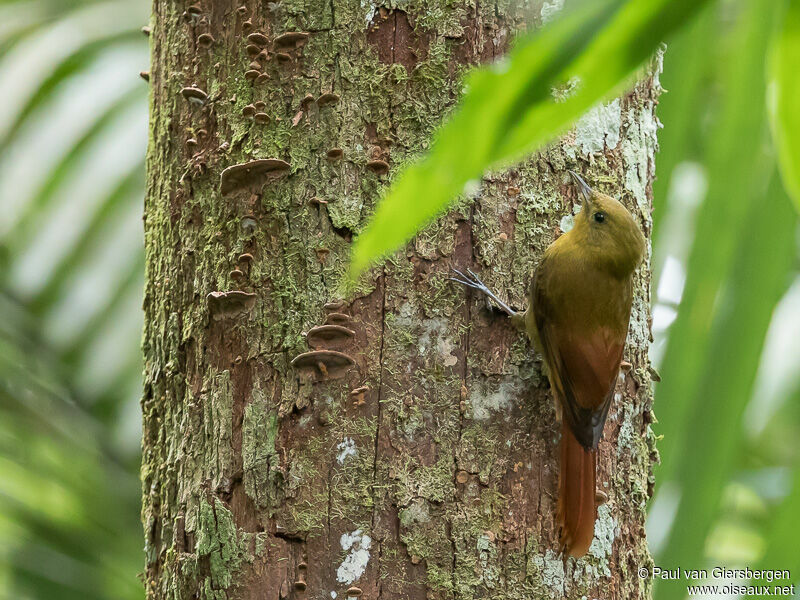 Olivaceous Woodcreeper