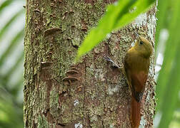 Olivaceous Woodcreeper