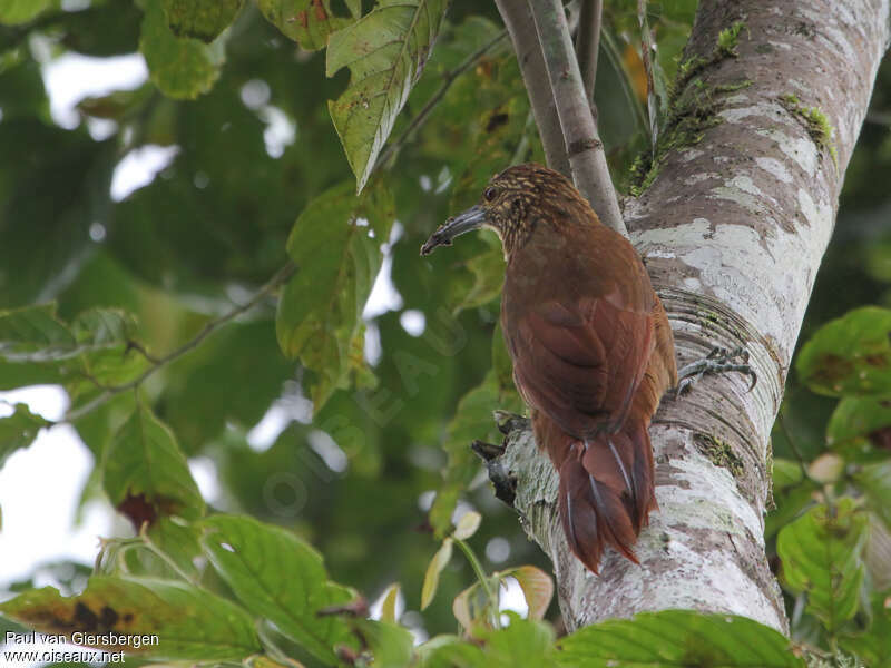 Strong-billed Woodcreeper, habitat, pigmentation, fishing/hunting