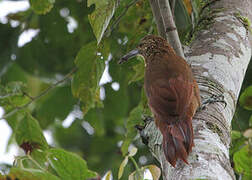 Strong-billed Woodcreeper