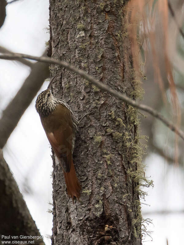 White-striped Woodcreeperadult