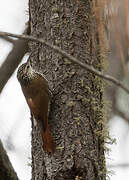 White-striped Woodcreeper