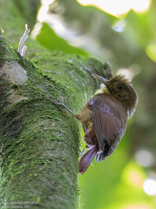 Plain-winged Woodcreeperadult, identification