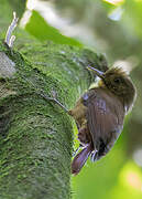 Plain-winged Woodcreeper