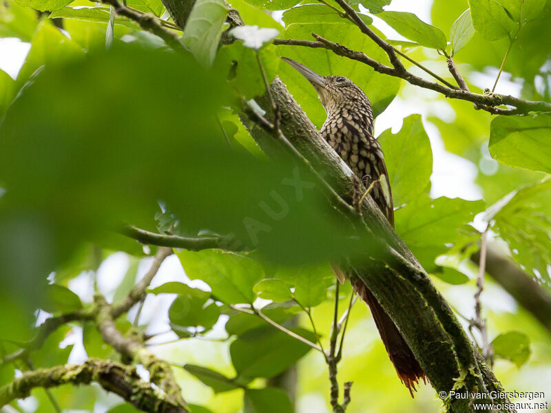 Black-striped Woodcreeper