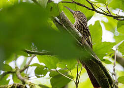 Black-striped Woodcreeper