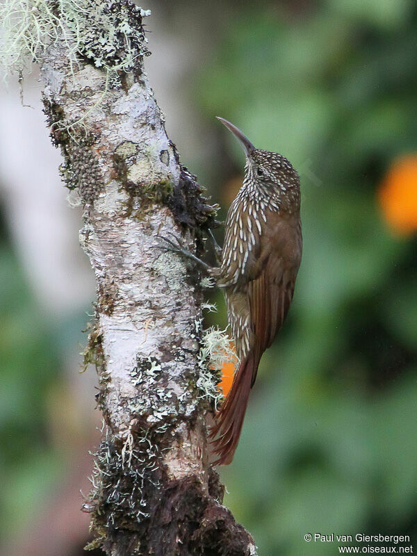 Montane Woodcreeper