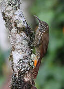 Montane Woodcreeper