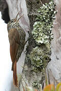 Montane Woodcreeper