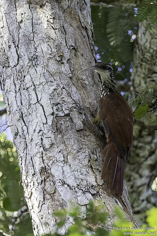 Long-billed Woodcreeperadult