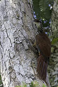 Long-billed Woodcreeper