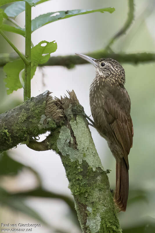 Ocellated Woodcreeperadult, identification