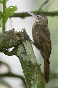 Ocellated Woodcreeper