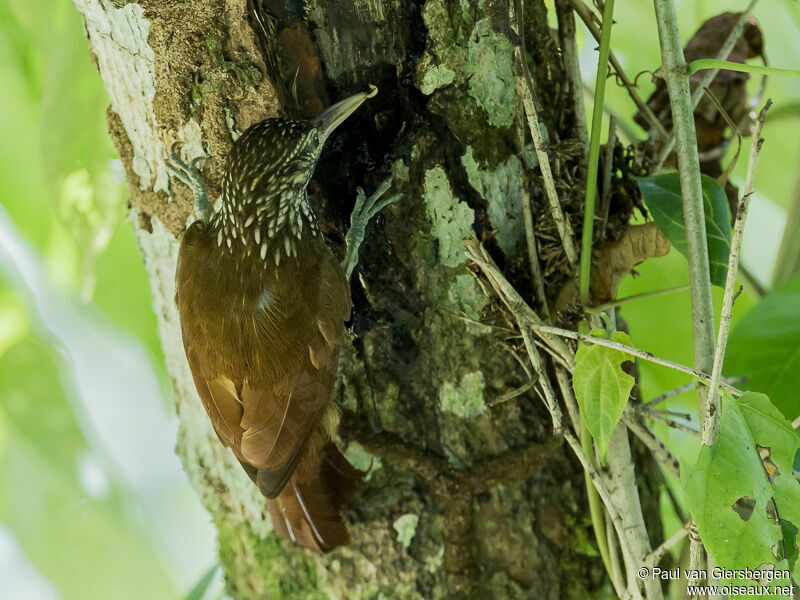 Straight-billed Woodcreeper