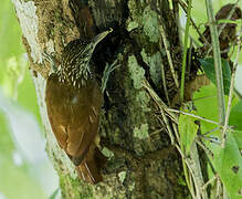 Straight-billed Woodcreeper